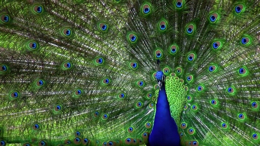 Still shot from "Biomimicry," one of the festival films.