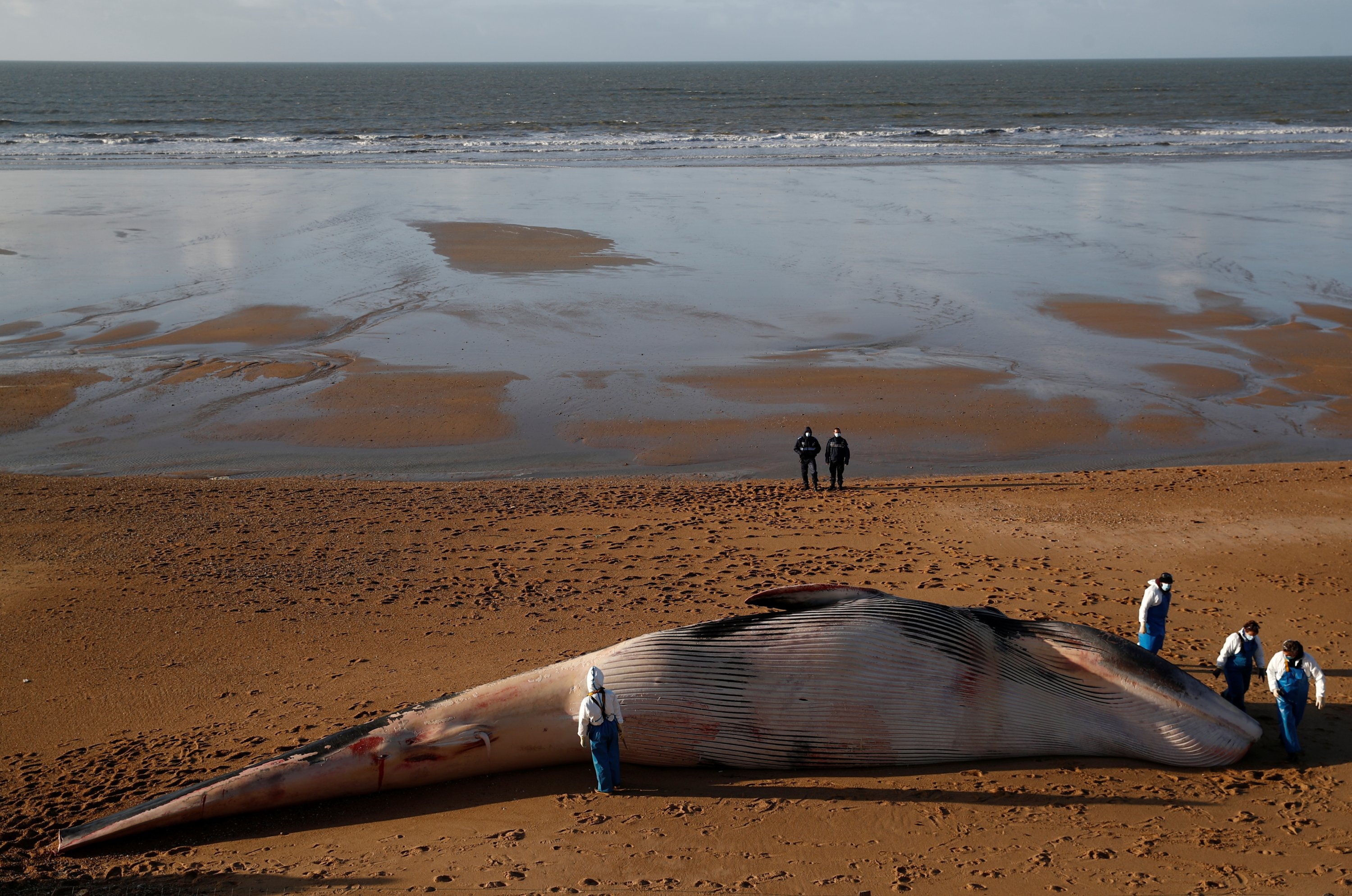 Fortolke Forkæl dig logik 6 fin whales wash up dead on French shores alarming researchers | Daily  Sabah