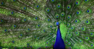 Still shot from "Biomimicry," one of the festival films.