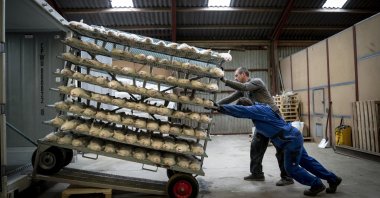 Henrik Nordgaard Hansen and Ann-Mona Kulsoe Larsen kill their herd, which consists of 3,000 mother minks and their cubs, on their farm near Naestved, Denmark, Nov. 6, 2020. (AP Photo)