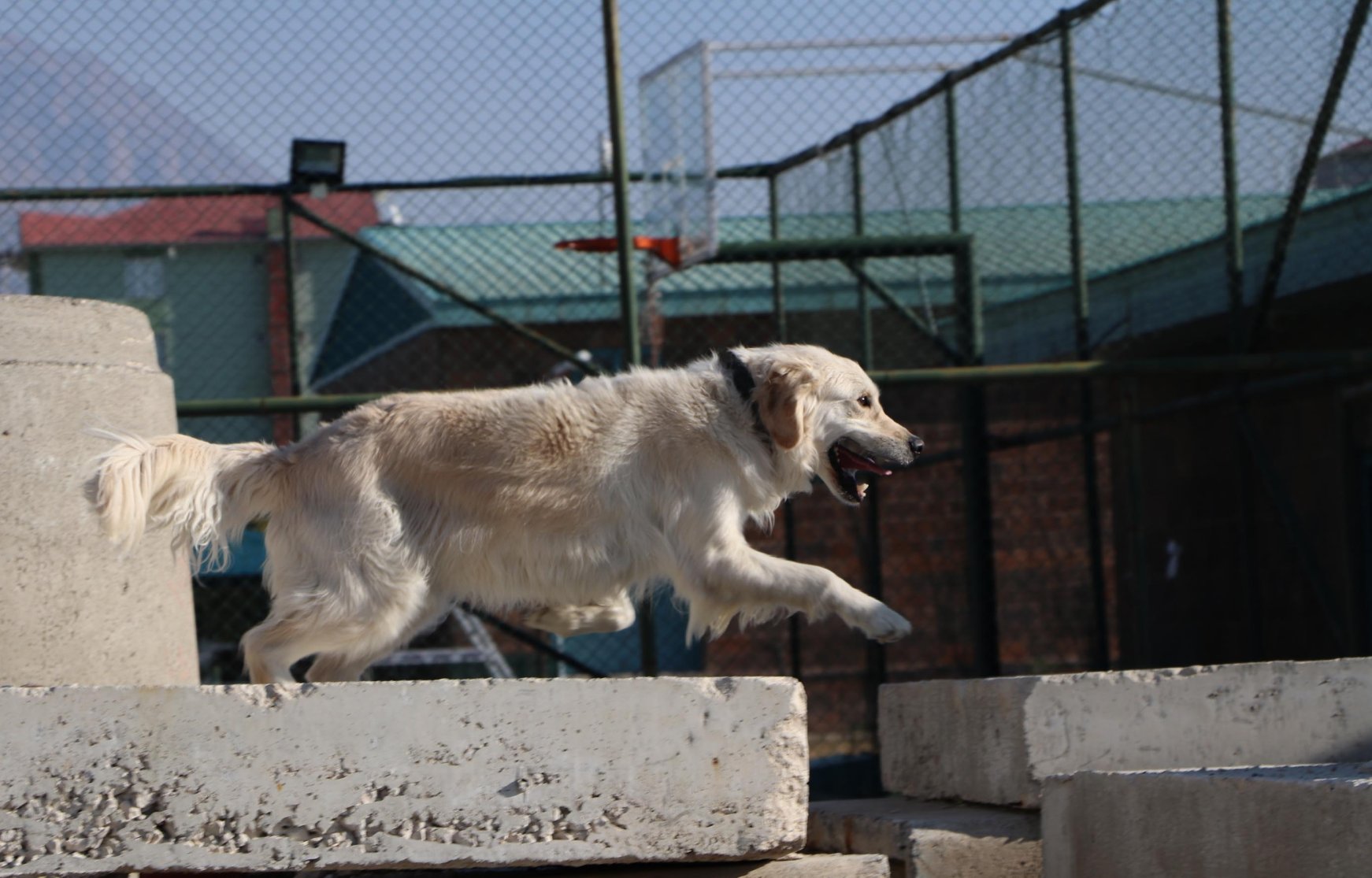 Turkey's secret superhero Sniffer dog Poyraz Daily Sabah