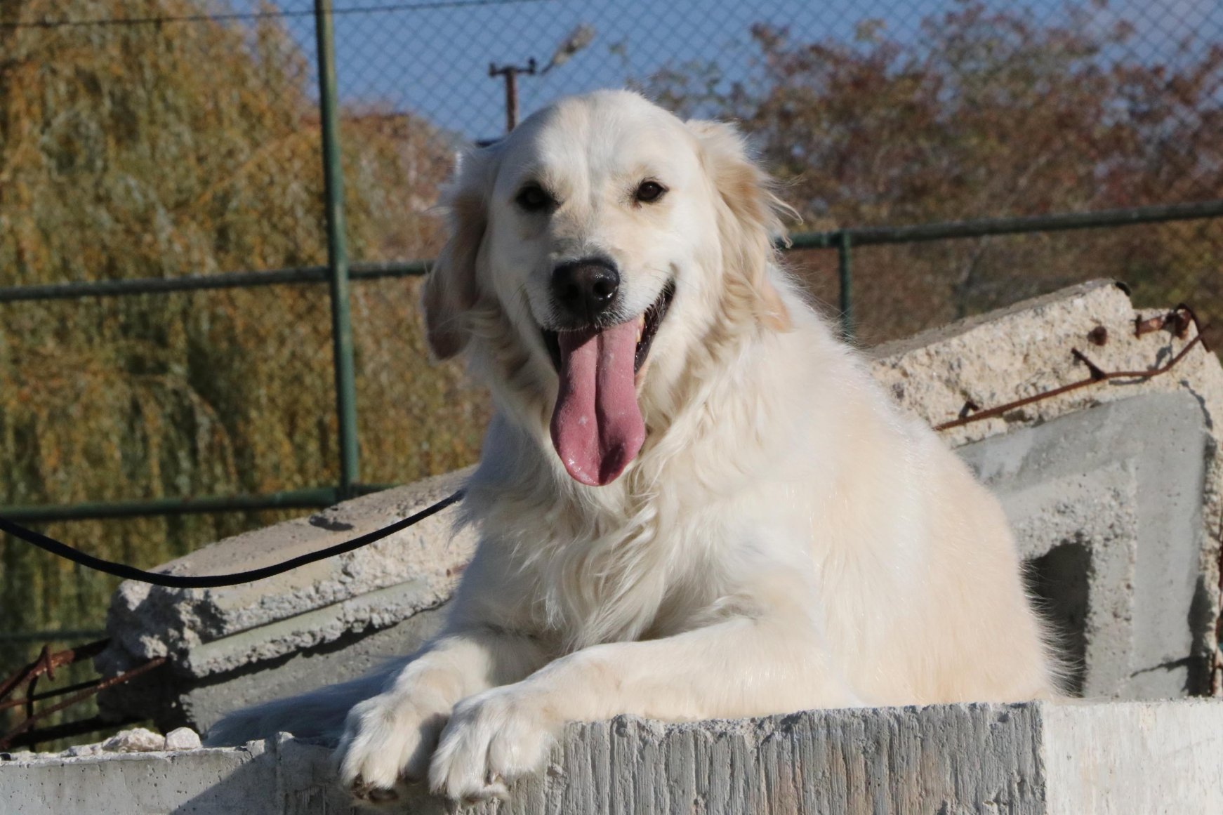 Turkey's secret superhero Sniffer dog Poyraz Daily Sabah