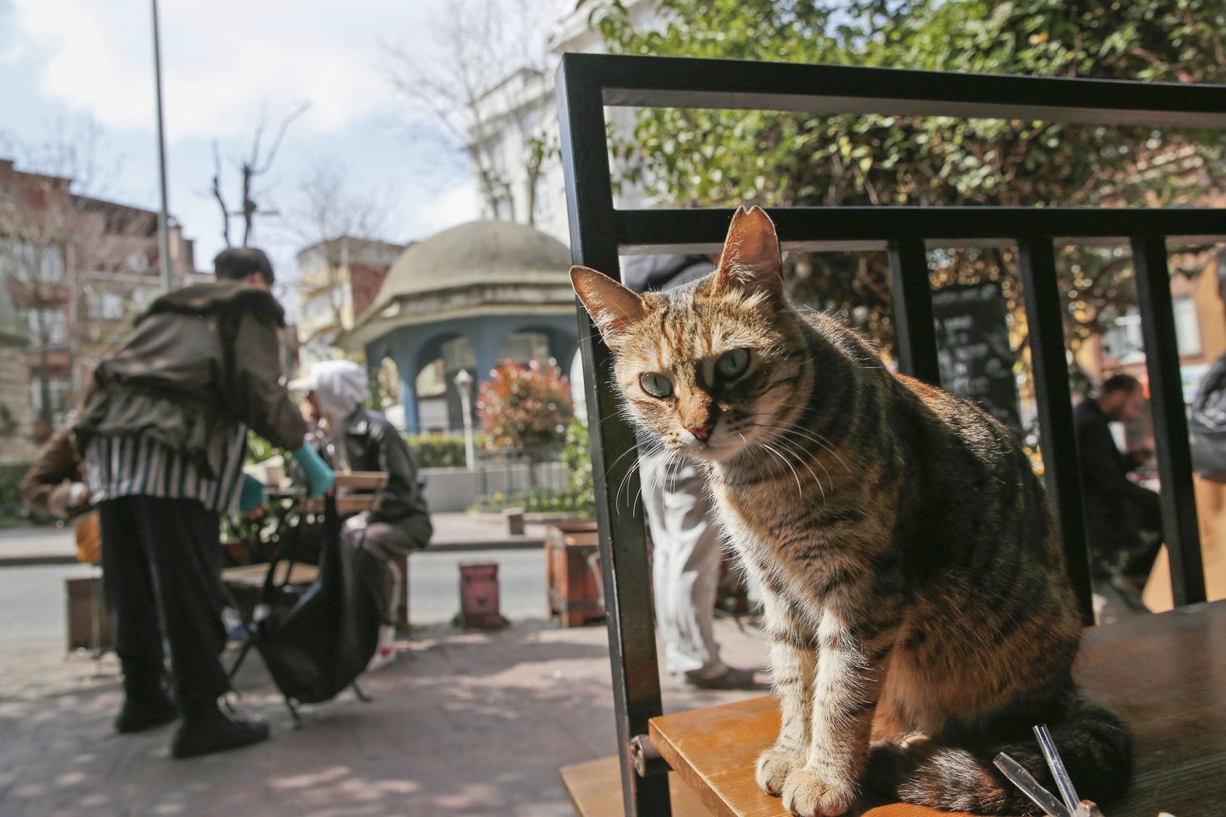 Istanbul The city of cats Daily Sabah