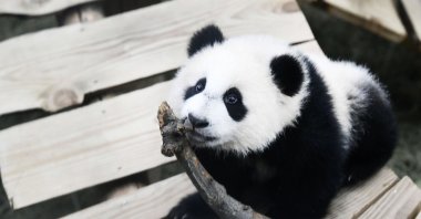 Fan Xing reacts in his indoor enclosure at Ouwehands Zoo in Rhenen, The Netherlands, on Nov. 19, 2020. (AFP Photo)