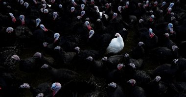 A white bronze turkey is seen amongst Norfolk black turkeys hatched in June and raised free-range for Christmas on a farm in Termonfeckin, Ireland, November 26, 2017. (REUTERS Photo)
