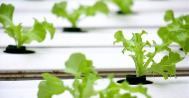 The Swiss-Indian joint venture is set to enter the Turkish market with its 'Happy Fruits' brands. (AA Photo)