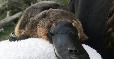 This undated image shows a platypus being surveyed by researchers for the Platypus Conservation Initiative in New South Wales, Australia. (AAP Image/Supplied by UNSW via REUTERS)