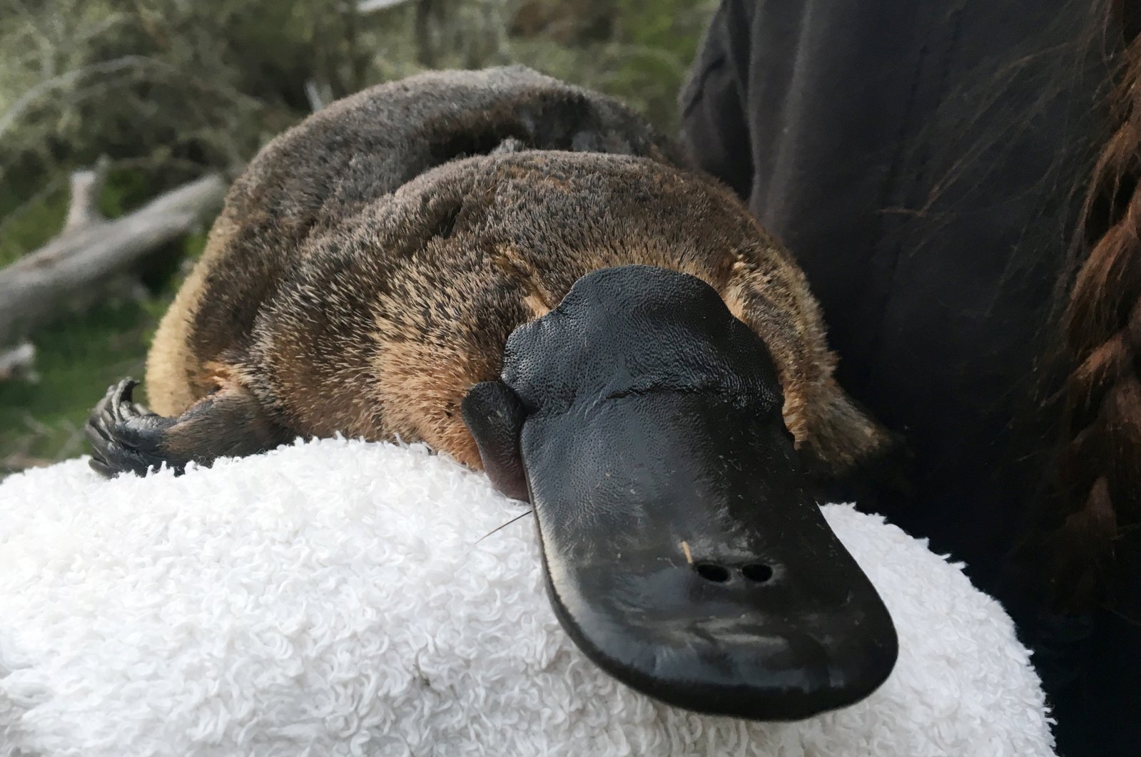 This undated image shows a platypus being surveyed by researchers for the Platypus Conservation Initiative in New South Wales, Australia. (AAP Image/Supplied by UNSW via REUTERS)