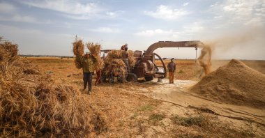 Palestinian farmers harvest seasonal wheat in southern Han Yunus province in the blockaded Gazza Strip, Palestine, May 15, 2020. (AA Photo)