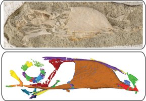 This file photo shows a photograph (up) and a scan produced by high-resolution micro-computed tomography (ｵCT) of the skull of a Falcatakely fossil, the latter technology used to help detect delicate bones that could not be extracted without damaging them on Nov. 10, 2020. (AFP Photo)