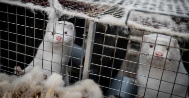 Mink look out from their cage at a farm near Naestved, Denmark, Nov. 6, 2020. (AFP Photo)