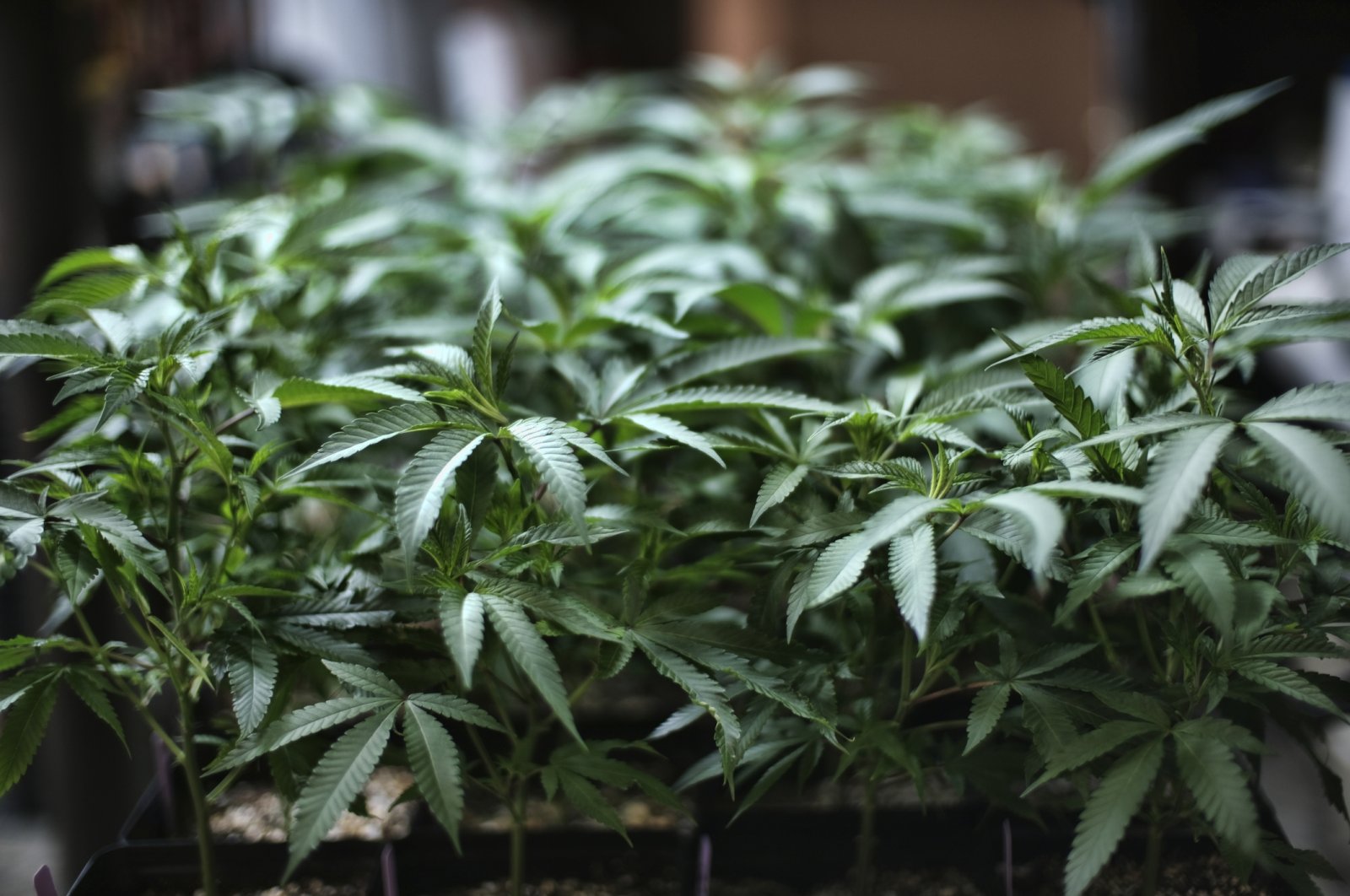 In this Aug. 15, 2019 file photo, cannabis grows at an indoor cannabis farm in Gardena, California. (AP Photo)