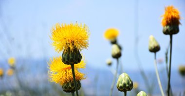 Several "Tülüşah" or Rhaponticoides, a plant endemic to the Kuşadası district of Aydın, western Turkey, Jun. 22, 2019. (DHA Photo)