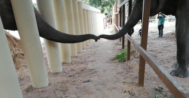 In this photo provided by Four Paws, an Asian elephant named Kaavan (L) touches the trunk of another elephant at the Kulen Prom Tep Wildlife Sanctuary in Oddar Meanchey, Cambodia, Dec. 1, 2020. (Four Paws via AP)