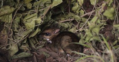 Philippine mouse-deer, born at Zoo Wroclaw, Poland on Nov. 10, 2020.