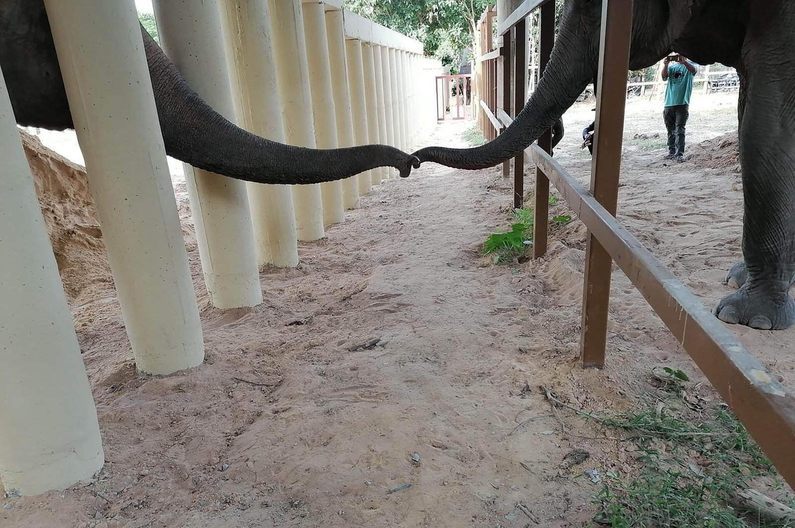 In this photo provided by Four Paws, an Asian elephant named Kaavan (L) touches the trunk of another elephant at the Kulen Prom Tep Wildlife Sanctuary in Oddar Meanchey, Cambodia, Dec. 1, 2020. (Four Paws via AP)
