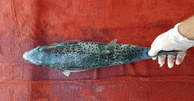 A fisherman shows a silver-cheeked toadfish caught off the coast of Fethiye, Muğla province, Turkey, Oct. 19, 2019. (DHA Photo)