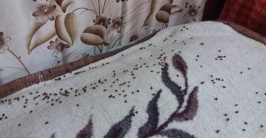 A group of ladybugs in a house in northeastern Turkey’s Rize, Dec. 3, 2020. (DHA Photo)