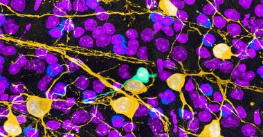 Researchers inserted genes into mouse eye cells to restore the optic nerve. (Shutterstock Photo)