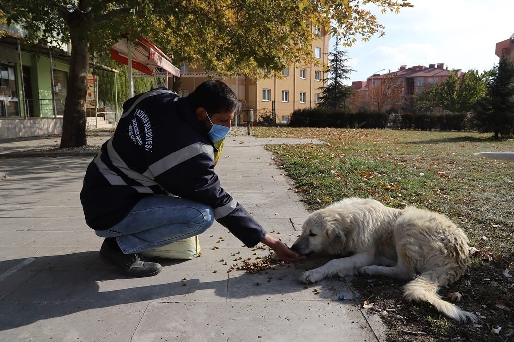 A municipality worker feeds a dog in Erzincan, eastern Turkey, Dec. 6, 2020. (İHA PHOTO) 