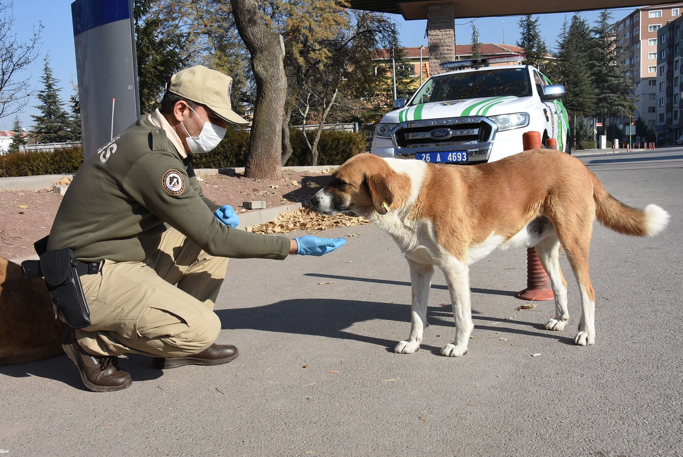 In photos: Turkey takes care of stray animals amid lockdown | Daily Sabah