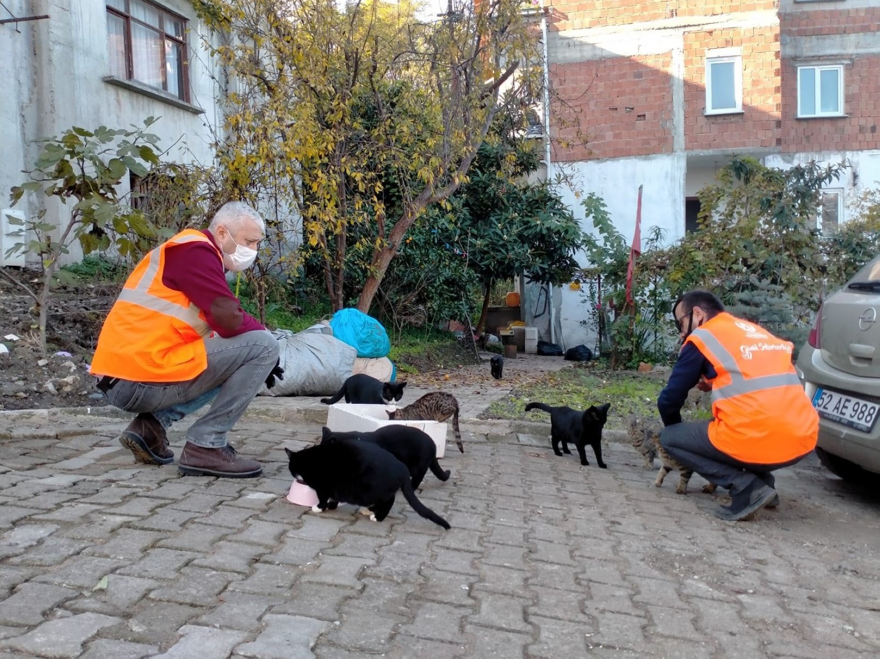 In photos: Turkey takes care of stray animals amid lockdown | Daily Sabah