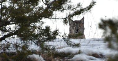 Almost impossible to spot because it hunts at night, an endangered "Caucasian lynx" was caught on film wandering in the snow-covered forests of Sarıkamış district in eastern Kars province. (AA Photo)