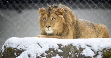 A 19-month-old African male lion named Makuti sits in the snow during the first snowfalls of the winter season, at the zoo of Servion, in Servion, Switzerland, Dec. 1, 2020. (EPA Photo)