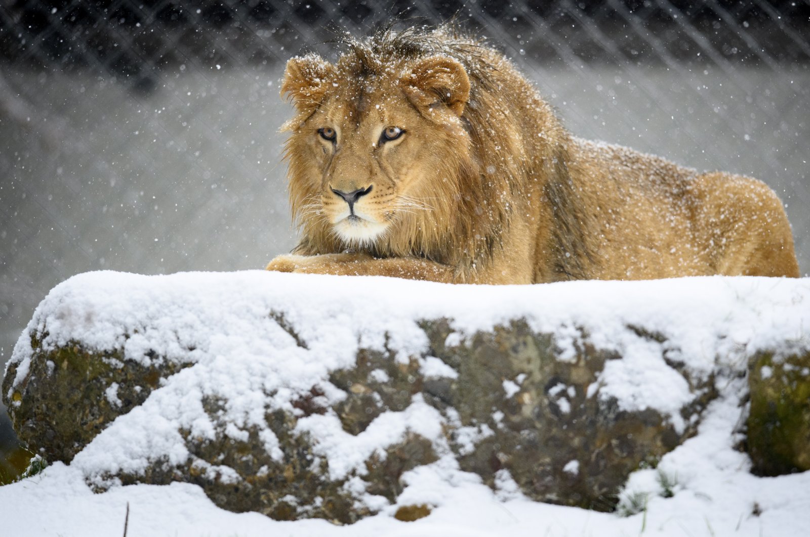 A 19-month-old African male lion named Makuti sits in the snow during the first snowfalls of the winter season, at the zoo of Servion, in Servion, Switzerland, Dec. 1, 2020. (EPA Photo)