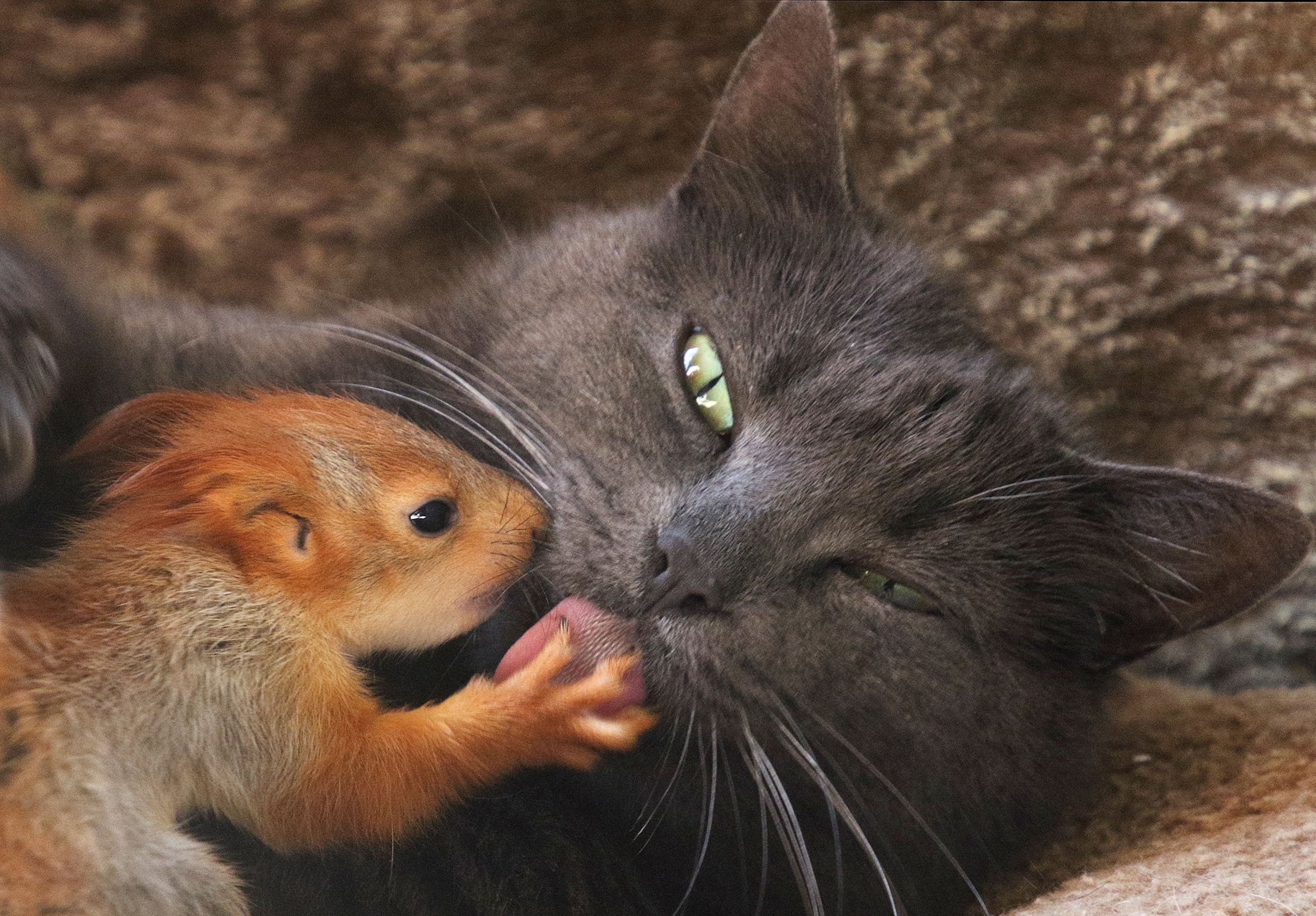 In photos: Unusual animal friendships | Daily Sabah