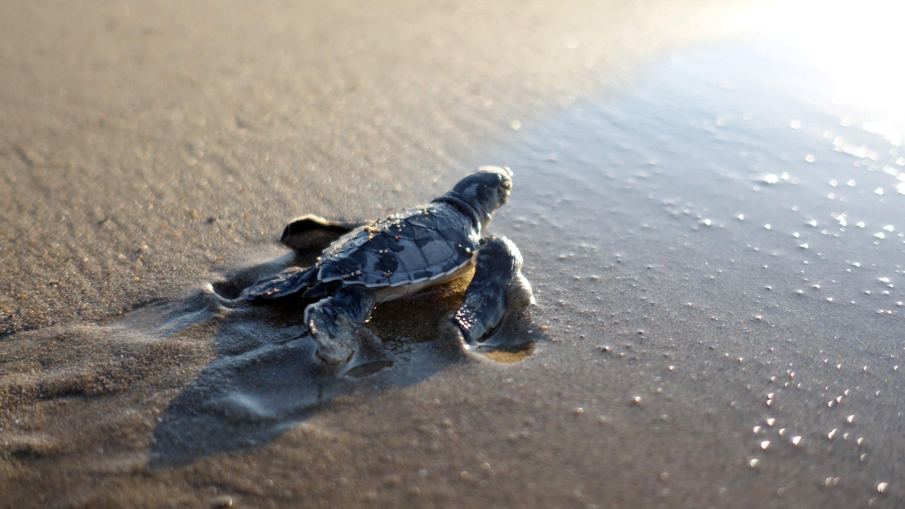 Critical sea turtle habitats in Turkey, Greece and Cyprus 'remain ...