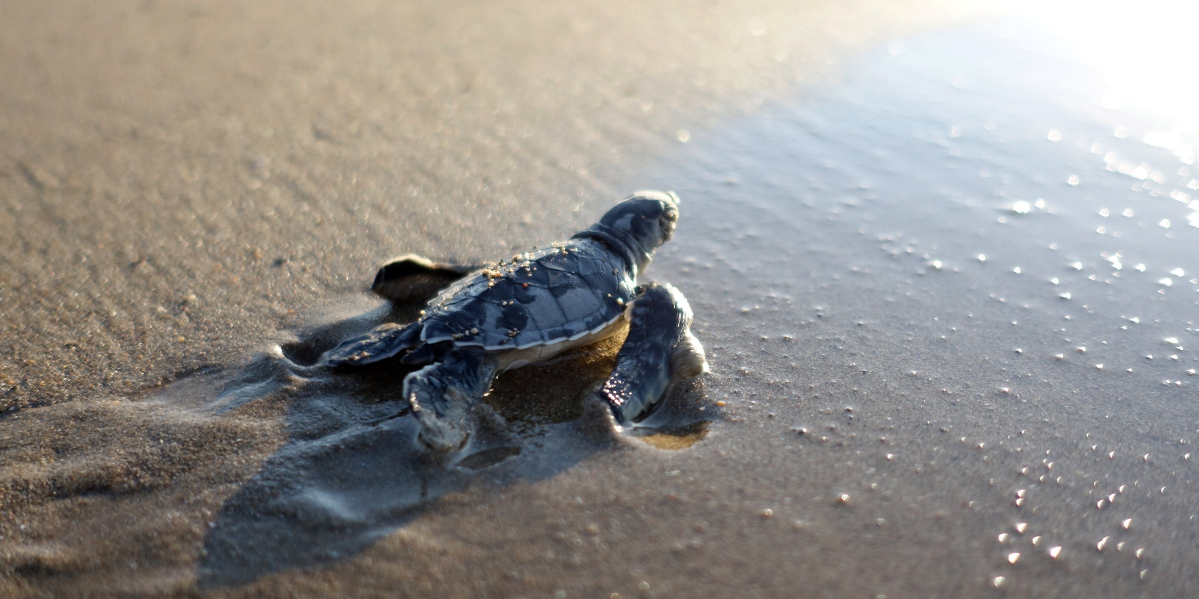 Critical sea turtle habitats in Turkey, Greece and Cyprus 'remain ...