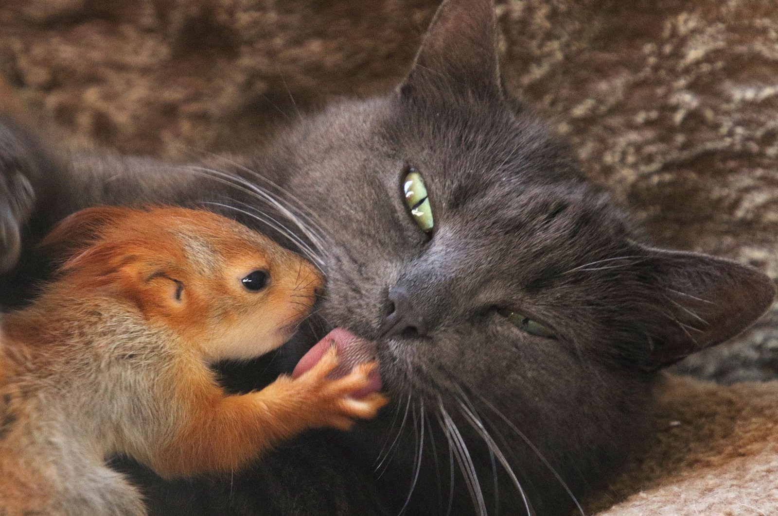 In photos: Unusual animal friendships | Daily Sabah