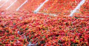 Isot is Turkish dried hot chili flakes made from peppers (pictured) native to Şanlıurfa. (Shutterstock Photo)