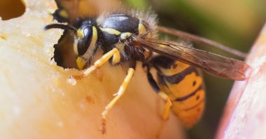  A wasp eats its way through an apple in an orchard in Germany. (Getty Images)
