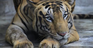 A Royal Bengal tiger rests at its enclosure at the Alipore zoo in Kolkata, India, July 29, 2019. (AP Photo)