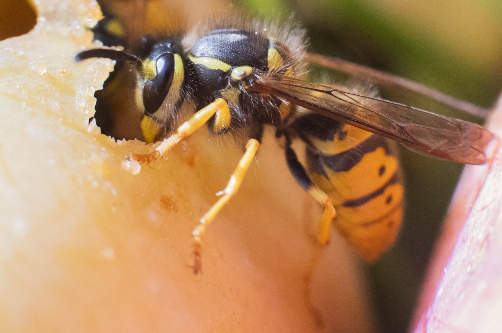 Flamethrower drone incinerates wasp nests in China Daily Sabah