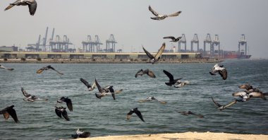 Seagulls fly in front of the Red Sea port city of Jiddah, Saudi Arabia, Oct. 11, 2019. (AP Photo)