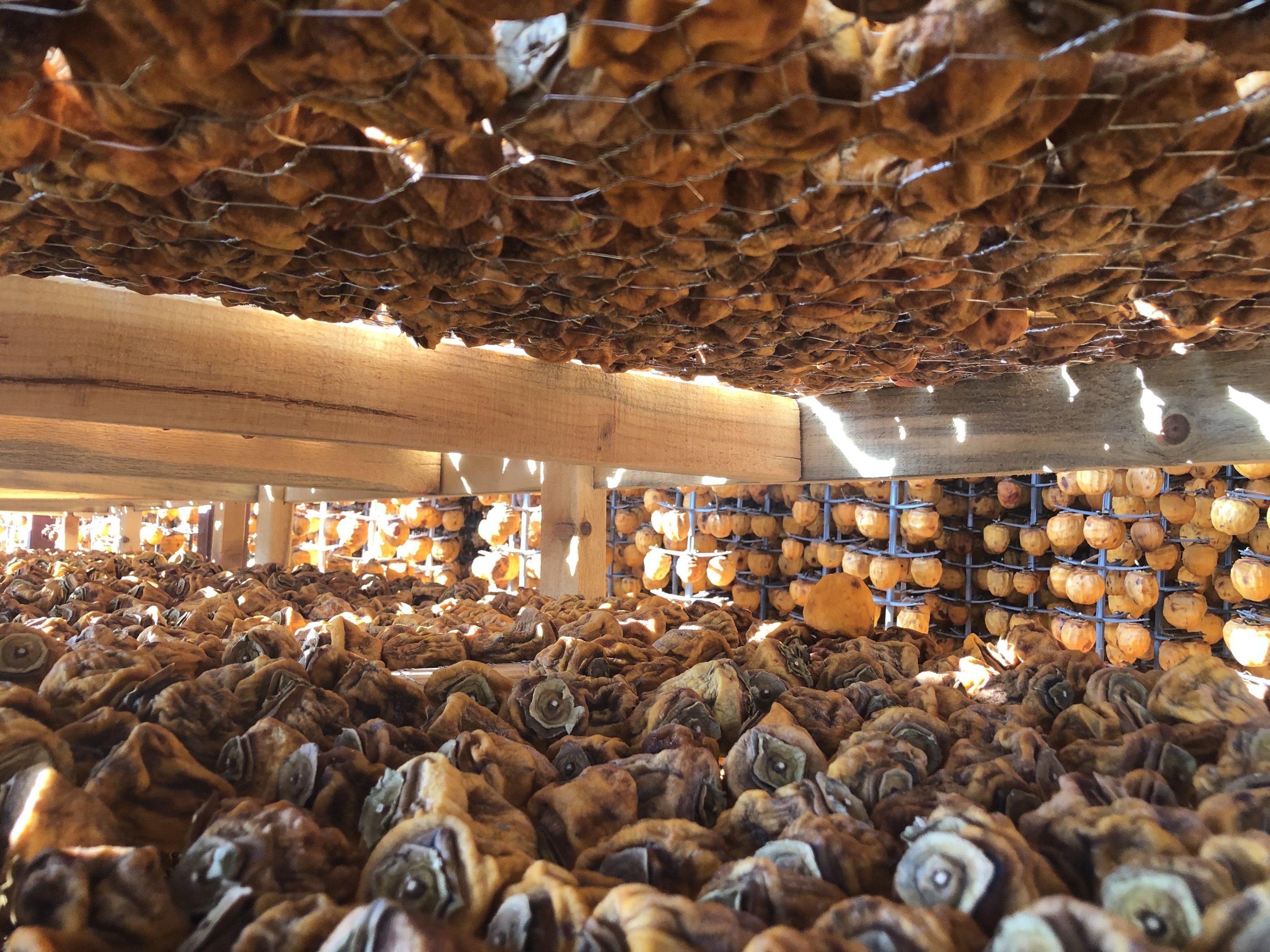 Mediterranean persimmons are threaded in rows and left to air dry on special racks in Adana, southern Turkey, Dec. 10, 2020. (IHA Photo)