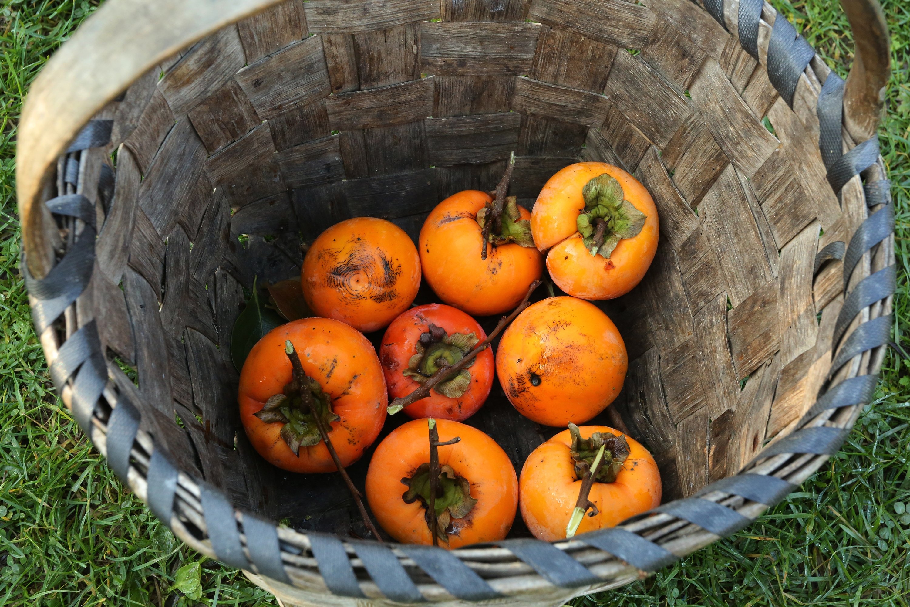 The key to juicy sweet persimmons is to choose ones that are very ripe and almost mushy. (AA Photo)