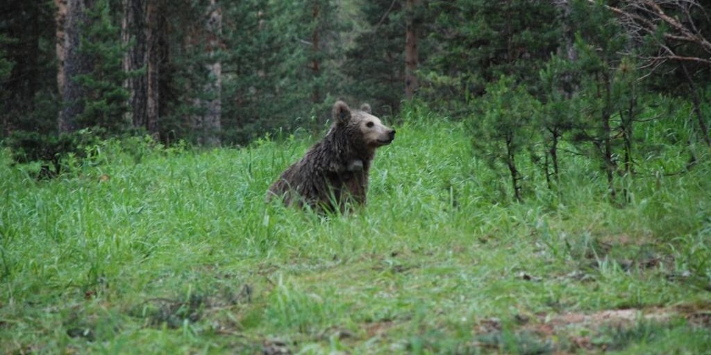 'Arkadaş': Brown bear migrates 1,033 kilometers in 141 days in Turkey ...