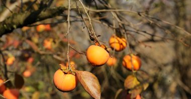 Fresh Mediterranean persimmons on a tree in Sakarya, northwestern Turkey, Dec. 9, 2020 (AA Photo)