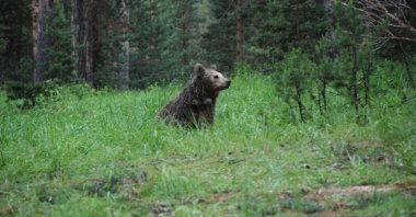 The brown bear called "Arkadaş" wanders in her natural habitat in eastern Turkey. (DHA Photo)