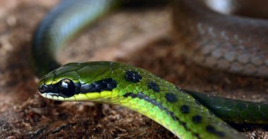 A handout picture released by Conservation International shows the so-called Bolivian flag snake recently found in the forests of Bolivia Zongo Valley, north of La Paz, Bolivia on Dec. 13, 2020. (AFP Photo)