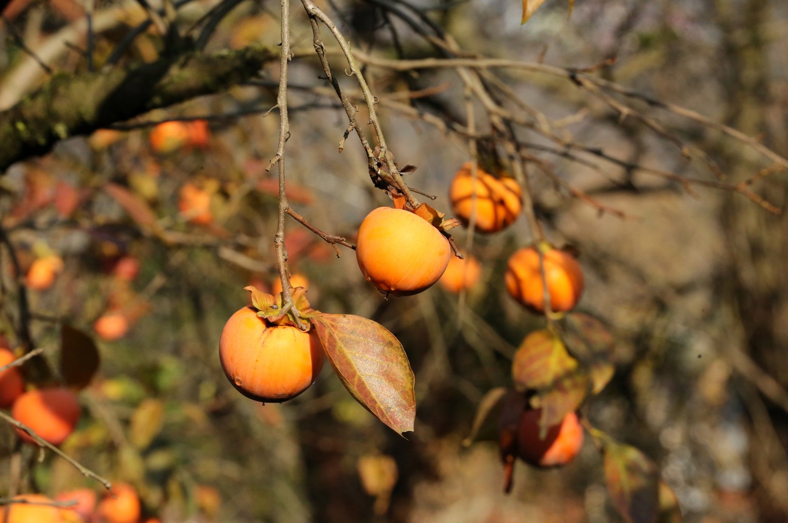 Fresh Mediterranean persimmons on a tree in Sakarya, northwestern Turkey, Dec. 9, 2020 (AA Photo)