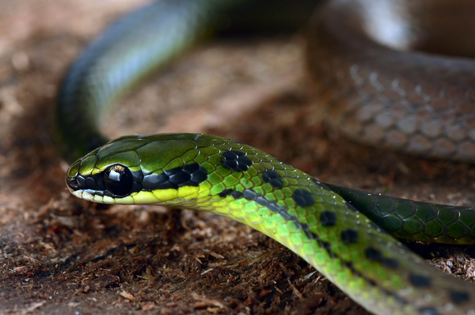 A handout picture released by Conservation International shows the so-called Bolivian flag snake recently found in the forests of Bolivia Zongo Valley, north of La Paz, Bolivia on Dec. 13, 2020. (AFP Photo)