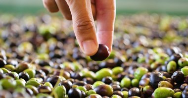 If picking olives to make oil, pick those with a light yellow color from the earliest harvest. (Shutterstock Photo)