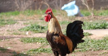 A view of "Bahtiyar" who went viral on the social media, outside his coop, in Denizli, western Turkey, Dec. 17, 2020. (DHA PHOTO) 