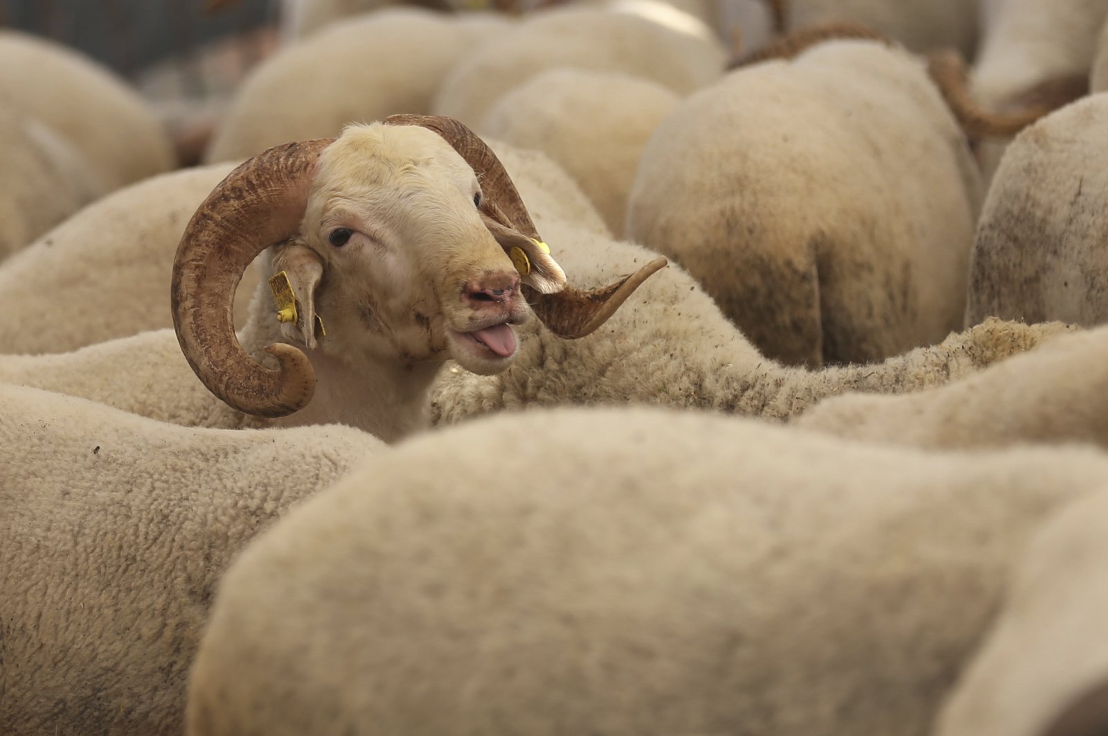 Sheep offered for sale, at an animal market, in preparation for the upcoming Muslim holiday of Qurban Bayram, also called Eid al-Adha or feast of the sacrifice, in Izmir, Turkey, Aug. 19, 2018. (AP Photo)