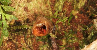 The world's "ugliest orchid," Gastrodia agnicellus, in Madagascar, Sept. 20, 2019. (Reuters Photo)